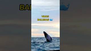 Conoce las ballenas en Colombia con EcoTrips 🐳🇨🇴 [upl. by Ayota]