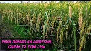 Padi Varietas Inpari 44 Agritan GSR Bisa Capai Hasil 12 Ton [upl. by Nolyarb]