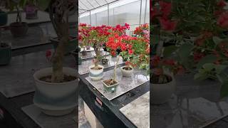 Bougainvillea Bonsai  Bougainvillea Garden  Flowers Bloom  Rare Collection  Tips  grafted [upl. by Sedecrem]