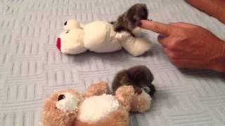 Baby Monkey Marmosets Playing [upl. by Amis]