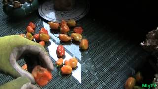 Simplest Method For Stringing Peppers [upl. by Gisella]