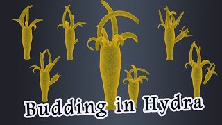 Budding in Hydra [upl. by Vanny758]