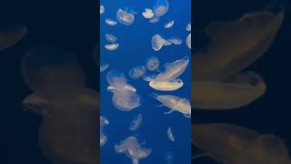 SpongeBob jellyfish jellyfish fyp youtubeshorts foryou shorts short viral explore ocean [upl. by Avra]