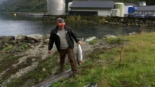 Norvegia fughe di salmoni dallevamento a rischio le specie selvatiche [upl. by Raval]