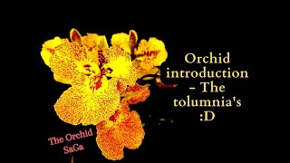 Orchid introduction  The tolumnias D [upl. by Pam]