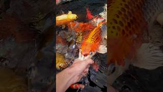 Hand Feeding My Nishikigoi Koi koikeeping koi [upl. by Ilat490]