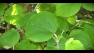 Moosewood 2024 Western Maine at Rangeley Lake Viburnum Lantanoide [upl. by Ahsiat808]