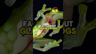 GLASS FROG FACT facts shorts short animals frog wildlife subscribe shortvideo nature [upl. by Yarg472]