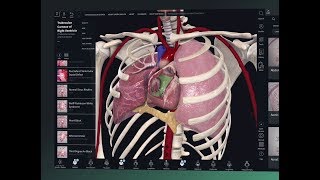 Getting Started with Complete Anatomy [upl. by Anaiviv]