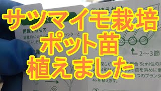 【家庭菜園】【サツマイモポット苗】サツマイモ栽培。ポット苗の植付しました。 [upl. by Akehsar]