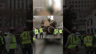 Rockefeller Center Christmas Tree arrives in New York City [upl. by Magna]