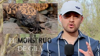 ¡¡¡Monstruo de Gila EL LAGARTO VENENOSO DE MÉXICO mini documental [upl. by Ayihsa]