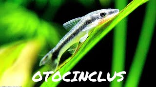 HOW TO Care For Otocinclus Catfish [upl. by Shaffer]