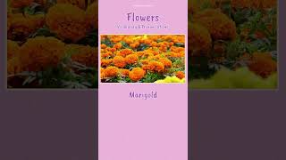 Which Flower is this English Vocabulary Builder [upl. by Brogle]