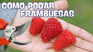 COMO PODAR FRAMBUESAS para TENER una GRAN COSECHA [upl. by Sorips]