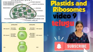 Plastids and Ribosomes in telugu l Class 11 NCERT NEET Biology chapter 8 l [upl. by Itnaihc908]