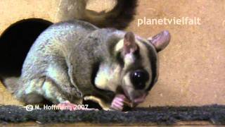 Kurzkopfgleitbeutler Petaurus breviceps sugar glider [upl. by Sirod]