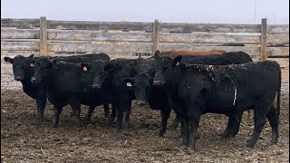 Bruce amp Judy Dickson  1001 November Yearling Heifers  95 Head Leslieville AB [upl. by Akimahc]