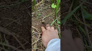 Myoga ginger sa garden vegetables plants shortsvideo [upl. by Horatius]