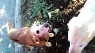 What a quotdebarkedquot dog sounds like starring Molly [upl. by Prakash105]