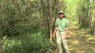 Reforestation in Brazil [upl. by Pergrim571]