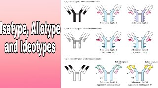 Antibody variation Isotype Allotype and Ideotypes [upl. by Joktan]