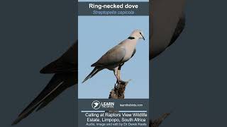 Ringnecked dove calling [upl. by Lona]