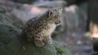 Doppelter Schneeleoparden Nachwuchs im Zoo Krefeld [upl. by Netsrak439]