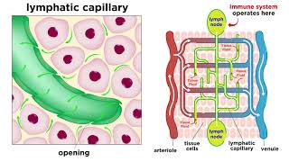 The Circulatory System Part 3 The Lymphatic System [upl. by Eiramenna]