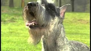 Standard Schnauzer  AKC Dog Breed Series [upl. by Nahsin170]