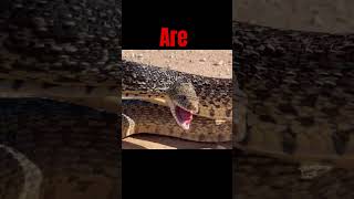 Bullsnake HISSSS 😳🐍 snake bullsnake wildlife reptiles hiss cobra [upl. by Geoffrey]