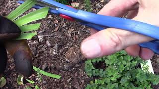 Iris Transplanting Iris how and why [upl. by Bernardina]