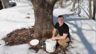 How to Make Maple Syrup [upl. by Armelda]