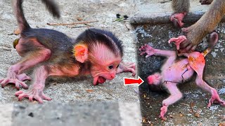 BothPigtailMothersnotlove rejectedmilkampignoredhughybrid newborn baby monkey spoiledcrying [upl. by Akeit]