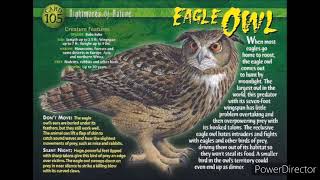 eagle owl sound effects [upl. by Hamal]