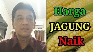 Harga Jagung Naik Inflasi di Tingkat Pedagang Besar [upl. by Dwain]