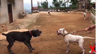 Dogo Argentino Vs Cane Corso  Cane Corso Vs Dogo Argentino In a Real Fight  KERBEROS [upl. by Saville803]