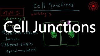 Cell Junctions Introduction types and functions [upl. by Doowron]