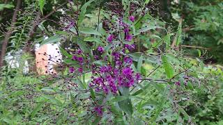 Giant ironweed Vernonia gigantea  Plant Identification [upl. by Botnick]