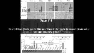 The cGAS â€“ STING cytosolic DNA sensing pathway Top  11 Facts [upl. by Esina]