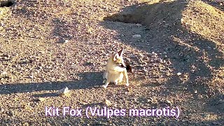 Kit Fox  Vulpes Macrotis  About the size of a house cat [upl. by Hamrah]