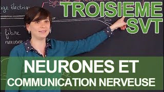 Les neurones et la communication nerveuse  SVT  3e  Les Bons Profs [upl. by Nelrsa241]