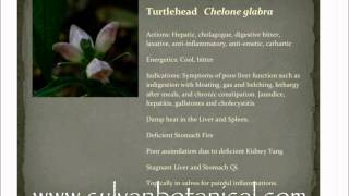 Bio Regional Herbalism Turtle Head Patricia Kyritsi Howell [upl. by Perlis]