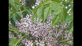 China Berry Tree [upl. by Nidya706]