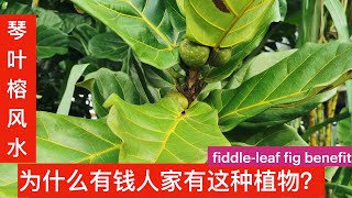 琴叶榕叶可以吃吗？有毒吗 ？最好是用在那里 ？ fiddleleaf fig benefit 。Manfaat Ketapang Brazil。 [upl. by Aroda278]