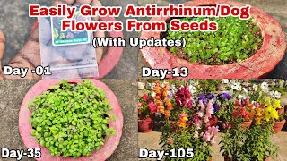 How To Grow AntirrhinumDog Flowers From Seeds With Updates Till Flowering [upl. by Nie]