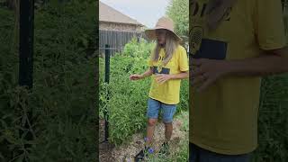 How to hand pollinate TOMATOES shorts [upl. by Pooi923]