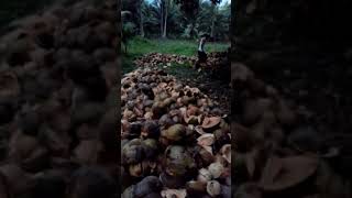 Husks were placed on top of husked coconuts to protect from rain [upl. by Eilahtan]