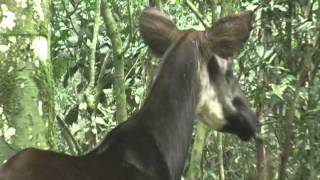 Okapi Walking in the Forest [upl. by Elletnahs26]