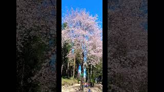 Cherry Blossom at Mao Gate Flower youtubeshorts [upl. by Kaine]